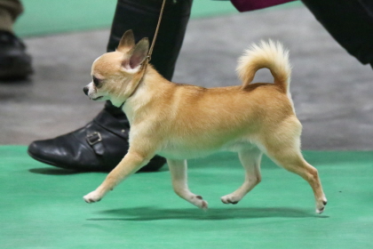 Chihuahua walking in conformation