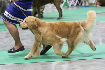 Golden Retriever walking in conformation