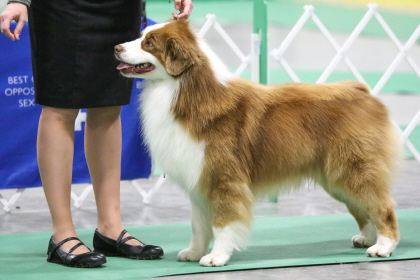 Border Collie standing at conformation dog show