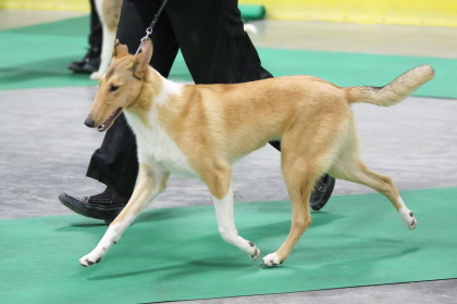 Collie walking at conformation dog show