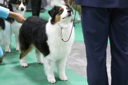 Dog focusing on handler at conformation