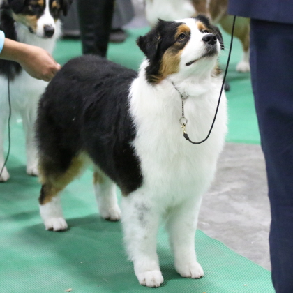 Dog focusing on handler at conformation