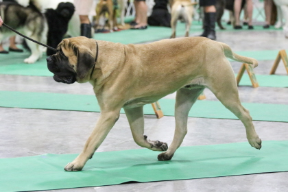 Bull Mastif walking at conformation