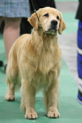 Golden Retriever standing at conformation