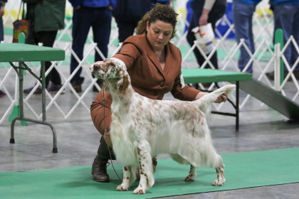 Brittany Spaniel holding poise for judgment at conformation
