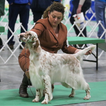 Brittany Spaniel holding poise for judgment at conformation