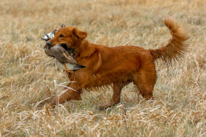 Golden Retriever retrieving a duck in the field