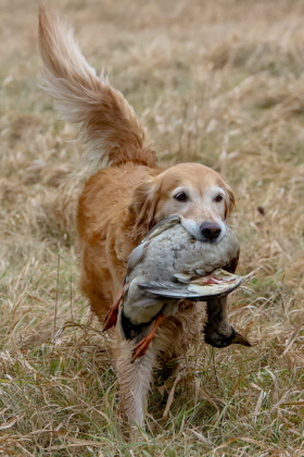 Older Golden Retriever presenting duck from field