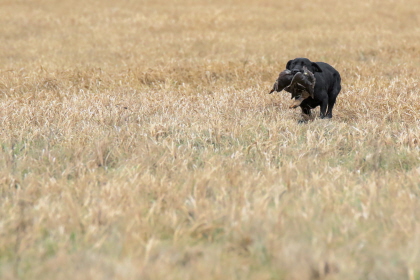 Black Labrador returning with game catch