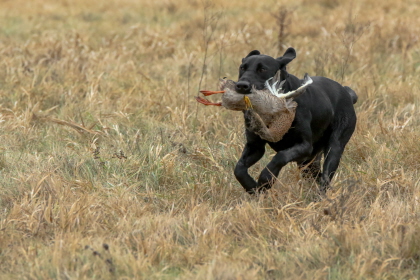 Black Labrador returning with duck