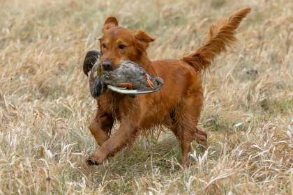 Golden Retriever returning with duck