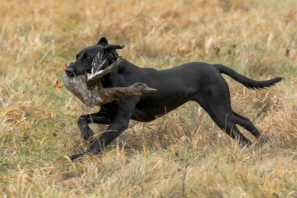 Black Labrador returning with duck