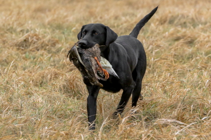 Black Labrador retrieving a duck in the field