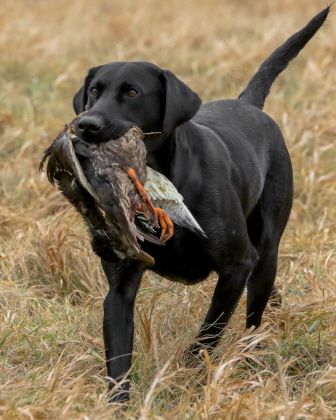 Black Labrador retrieving a duck in the field