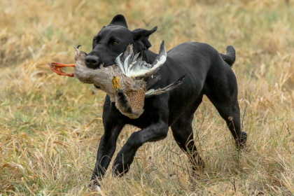 Black Labrador retrieving a duck