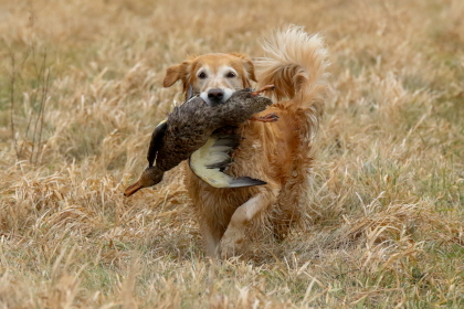 Older Golden Retriever returning from field with a duck