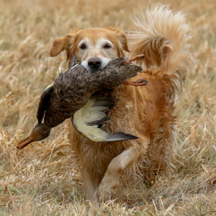 Older Golden Retriever returning from field with a duck