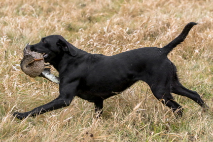 Black Labrador returning with duck retrieved from field