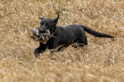 Black Labrador retrieving a duck