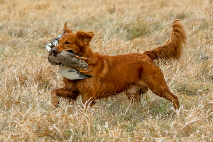 Golden Retriever retrieving a duck
