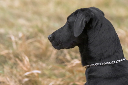 Black Labrador in field waiting to retrieve game