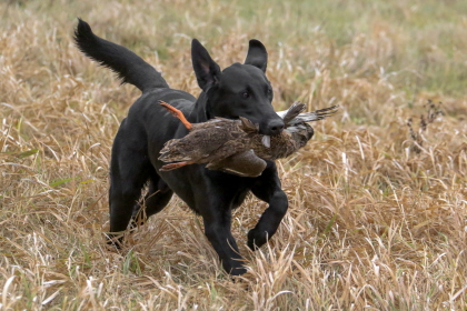 Black Labrador returning with duck from field