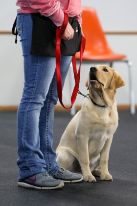 Labrador focusing on obedience trainer