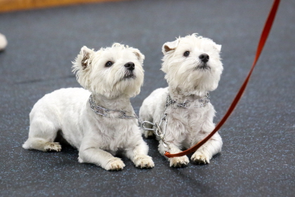 Two West Highland White Terriers in obedience class