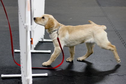 Dog working through weaving poles in obedience class