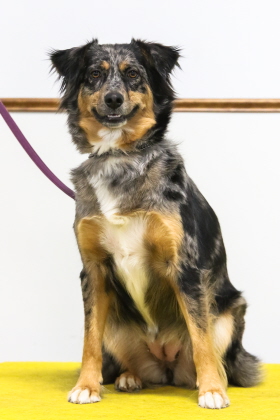 Proud dog posing for obedience class photo