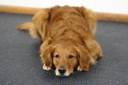 Older Labrador showing obedience class training skill