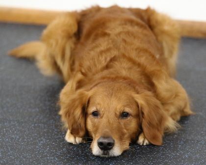Older Labrador showing obedience class training skill