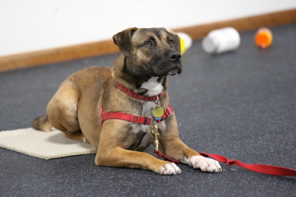 Dog focusing for command during obedience class training