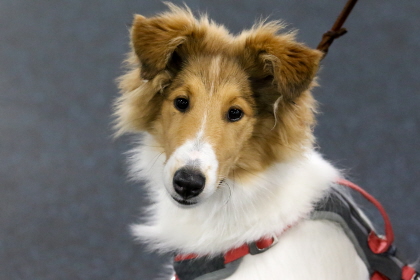 Shetland Sheepdog in obedience class