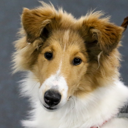 Shetland Sheepdog in obedience class
