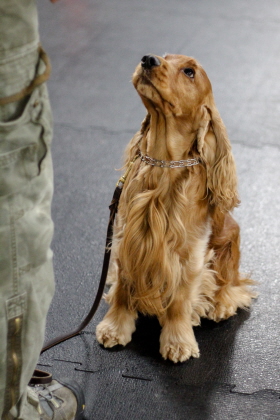 Dog pays close attention to obedience class trainer