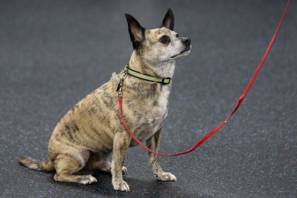 Chihuahua sits and keeps attention on obedience class trainer