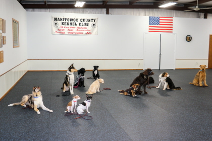 Several dogs following their commands in obedience class