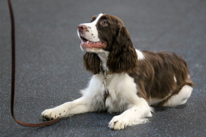 Brittany focusing on obedience class trainer while following command
