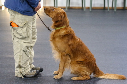 Labrador sits patiently while following command learned from obedience class