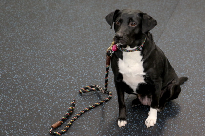 Dog sits free of trainer without leash in obedience class