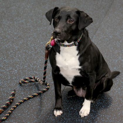 Dog sits free of trainer without leash in obedience class