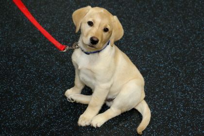 Labrador puppy sits patiently in obedience class
