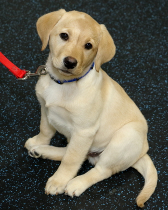 Labrador puppy sits patiently in obedience class