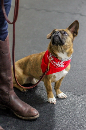 Dog heels beside owner in obedience class