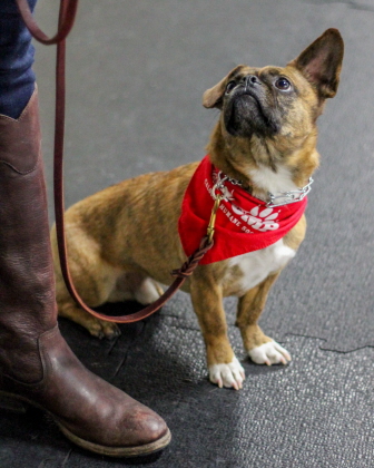 Dog heels beside owner in obedience class