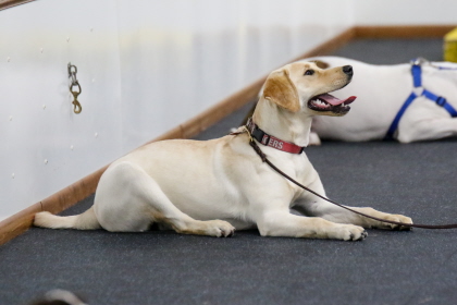 Labrador puppy follows command in obedience class