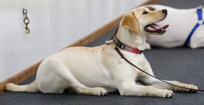 Labrador puppy follows command in obedience class