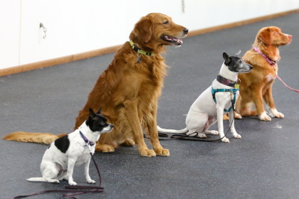 Four dogs undergoing obedience training