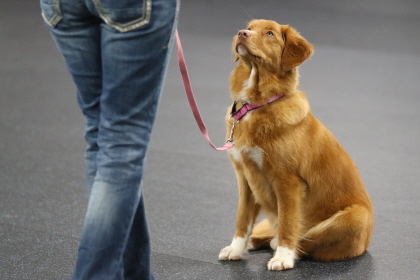 Dog showing focus on obedience trainer